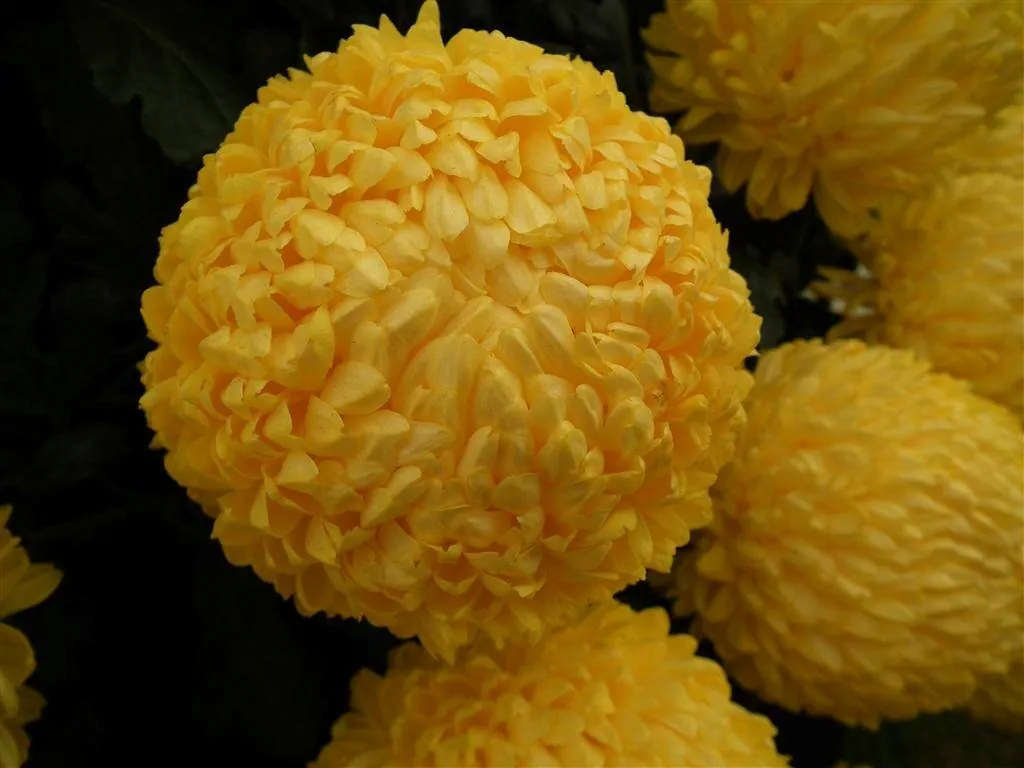 Floral marquee part ii 2